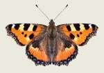 Small Tortoiseshell Butterfly Decal