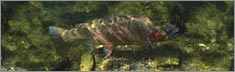 Rainbow Trout Clearvue Rear Window Graphic