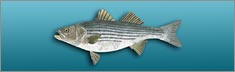 Striped Bass Clearvue Rear Window Graphic