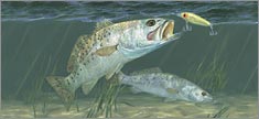 Saltwater Fish Graphics