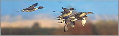 Northern Pintail - Clearvue Rear Window Graphic