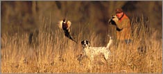 Pheasant - Truck or SUV Rear Window Graphic