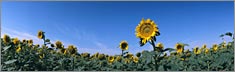 Sunflowers - Clearvue Rear Window Graphic