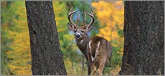 White Tail - Truck or SUV Rear Window Graphic