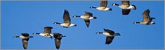 Flock - Clearvue Rear Window Graphic