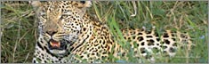 Leopard - Clearvue Rear Window Graphic