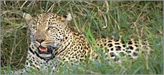 Leopard - Truck or SUV Rear Window Graphic