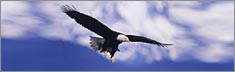 Eagle in Flight - Clearvue Rear Window Graphic