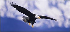 Eagle in Flight - Truck or SUV Rear Window Graphic