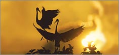 Heron Sunset - Truck or SUV Rear Window Graphic
