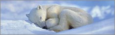 Polar Bear 2 - Clearvue Rear Window Graphic