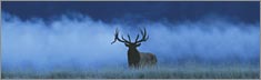 Elk in Fog - Clearvue Rear Window Graphic
