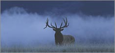 Elk in Fog - Truck or SUV Rear Window Graphic