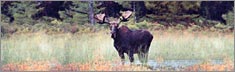 Moose 2 - Clearvue ...