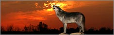 Howling at Sunset - Clearvue Rear Window Graphic