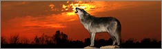 Howling at Sunset - Clearvue Rear Window Graphic