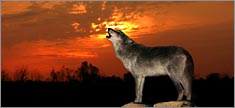 Howling at Sunset - Truck or SUV Rear Window Graphic