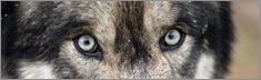 Wolf Eyes - Clearvue Rear Window Graphic