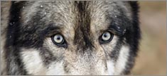 Wolf Eyes - Truck or SUV Rear Window Graphic