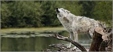 Grey Wolf - Truck or SUV Rear Window Graphic