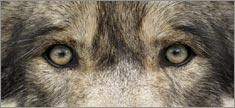 Wolf Eyes 2 - Truck or SUV Rear Window Graphic