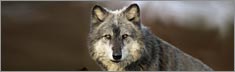 Wolf Portrait - Cle...