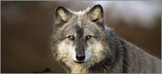 Wolf Portrait - Truck or SUV Rear Window Graphic