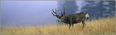 Buck Dream - Clearvue Rear Window Graphic