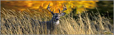 Autumn Buck - Clearvue Rear Window Graphic