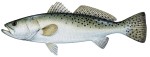 Sea Trout Decal - S...