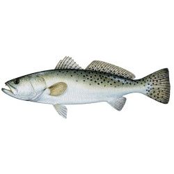 Sea Trout Decal - Spotted