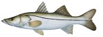 Snook Decal