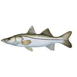 Snook Decal