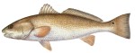 Redfish Decal