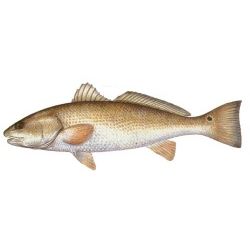 Redfish Decal