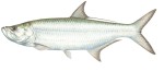 Tarpon Decal