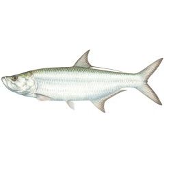 Tarpon Decal