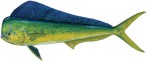 Dolphin Mahi Mahi Decal