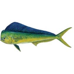 Dolphin Mahi Mahi Decal