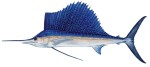 Sailfish Decal