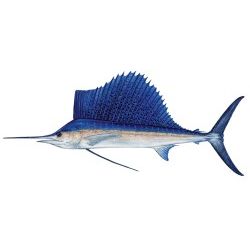 Sailfish Decal