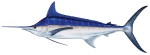Blue Marlin Decal