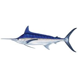 Blue Marlin Decal