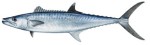 King Mackerel Decal