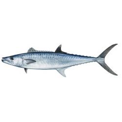 King Mackerel Decal