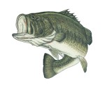 Action Largemouth Bass Decal