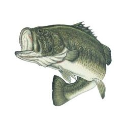 Action Largemouth Bass Decal