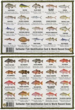 Fish ID Card - South Atlantic &amp; Gulf Saltwater Fish