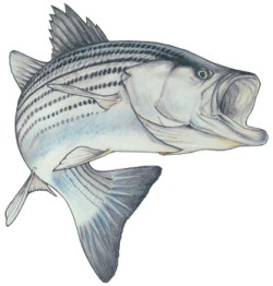 Action Striper Decal