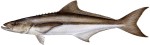 Cobia Decal